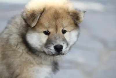 毛茸茸的小狗幼崽 宠物 幼犬 毛发蓬松 4K