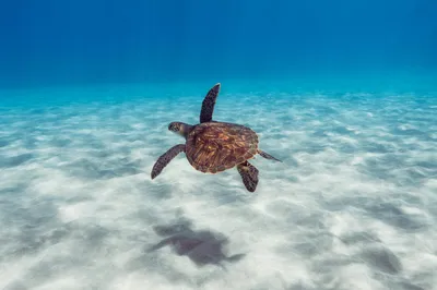 海底海龟游动 海洋 水下摄影 蓝色调 8K