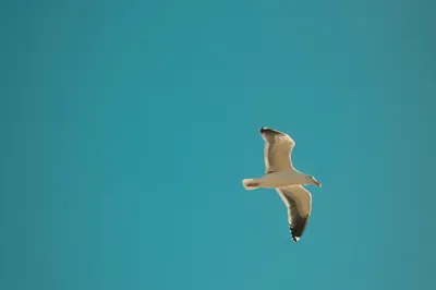 飞翔的海鸥 自然 动物 蓝色 4K