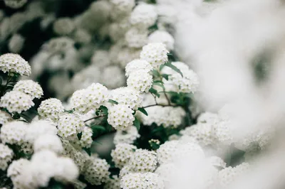 白色花海 花卉 自然 白色 4K