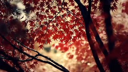 秋枫红叶 秋天 枫树 红色 4K