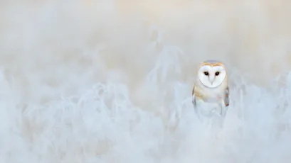 雪中猫头鹰 雪景 猫头鹰 自然 4K