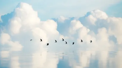 云中飞翔的鸟群 自然风光 天空 鸟类 4K