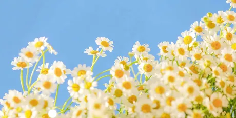 雏菊绽放 自然 花卉 蓝色天空 8K