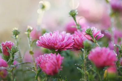 粉菊绽放 花卉 自然 粉色 1080P