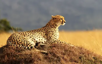 草原上的猎豹 猎豹 草原 野生动物 1080P