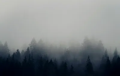 雾中森林 自然景观 朦胧风格 灰白色调 4K