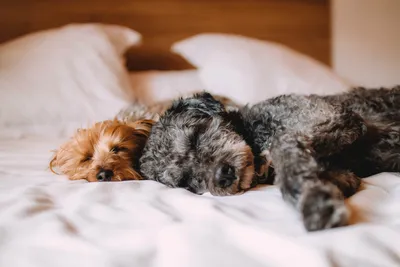 萌犬床眠 宠物 卧室 温馨 4K