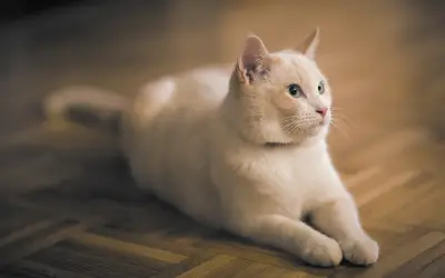 白色猫咪躺在木地板上 宠物 室内 木质地板 1080P