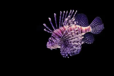 紫红狮子鱼 海洋生物 鱼类 紫色 8K