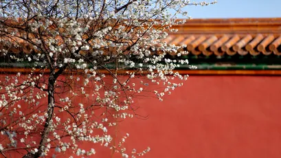 红墙梅花绽放 古建筑 梅花 红色 1080P