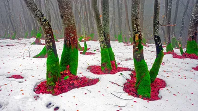 雪地绿树奇景 冬季 艺术装置 绿色 4K