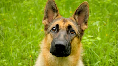 德国牧羊犬特写 宠物 自然 绿色 1080P