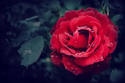 雨后红玫瑰 雨滴 红色 玫瑰 4K