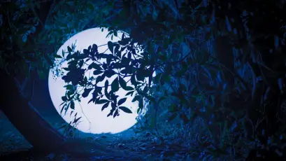 月光下的树影 夜晚 自然 蓝色 4K