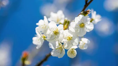 樱花绽放 春天 自然 白色 4K
