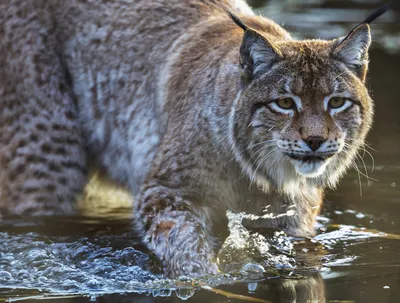 猞猁涉水前行 野生动物 自然场景 棕色 2K