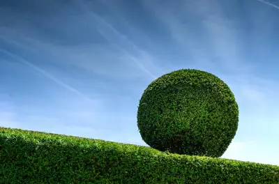 草坪上的球形灌木 园林景观 修剪造型 球形植物 4K