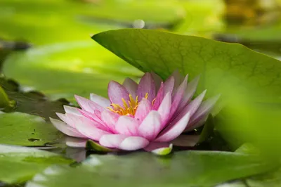 池塘中的睡莲 自然 花卉 粉色 4K