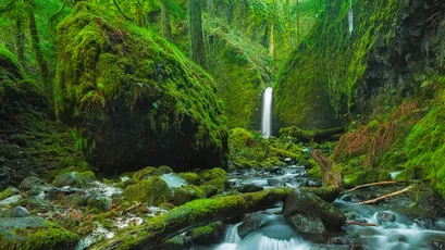 森林瀑布的宁静美景 自然景观 森林 瀑布 4K