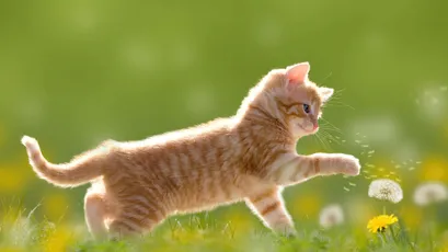 小猫在草地上 宠物 自然 黄色 8K