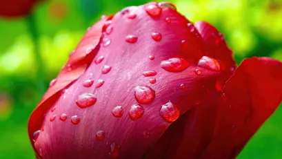 雨后红花 自然 花卉 红色 4K