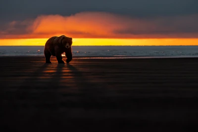 夕阳下的熊 夕阳 海滩 孤独 4K