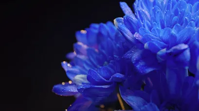 蓝菊特写 花卉 蓝色 特写 8K