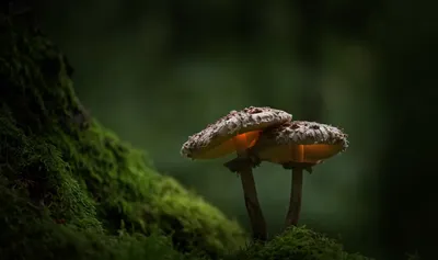 森林中的双菇 森林 自然 蘑菇 1080P