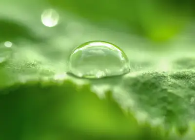 绿叶上的晶莹水滴 微距摄影 水滴 绿叶 4K