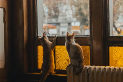 窗前的猫咪 室内 温馨 橙色 4K