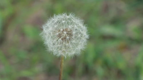 蒲公英特写 蒲公英 植物 微距摄影 4K