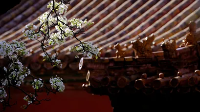 古建筑与花枝 传统建筑 樱花 中式风格 1080P