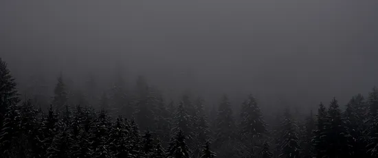 雾中雪林 森林 雾 雪 2K