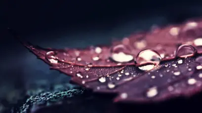 紫叶上的晶莹水滴 微距摄影 水滴 叶子 4K