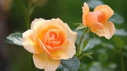 橙色玫瑰花的特写 花卉 自然 橙色 4K
