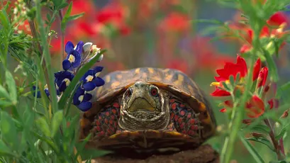 花丛中的乌龟 自然 动物 花园 4K