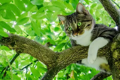 树上的猫咪 猫 树枝 树叶 1080P