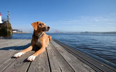 码头边的狗狗 狗狗 码头 湖景 2K