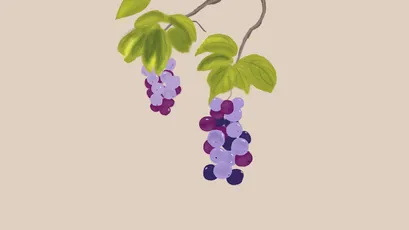 葡萄枝头 葡萄 植物 插画 8K