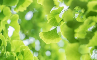 阳光下的银杏叶 植物 自然 绿色 4K