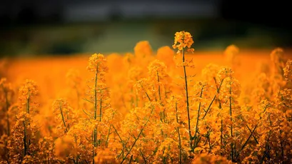 金黄色油菜花田 自然风光 田园风光 金色 4K