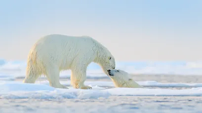 北极熊互动 北极 冰雪 白色 4K