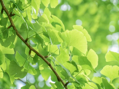 银杏叶的清新绿意 自然 植物 绿色 4K