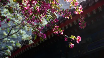 春花古建筑 春天 花朵 红色 1080P