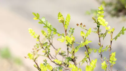 春日嫩芽 自然 植物 绿色 4K