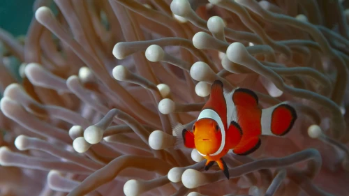小丑鱼与海葵 海洋生物 热带鱼 橙色 4K