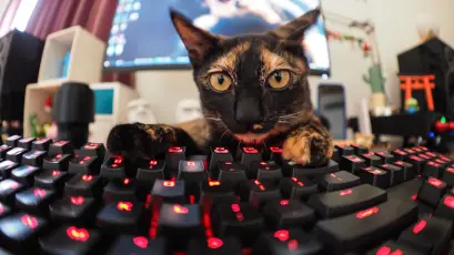 猫咪与机械键盘 宠物 科技 红色 4K