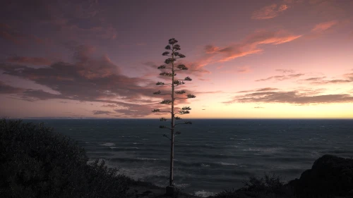 孤树夕照海景 日落 海岸 孤树 8K