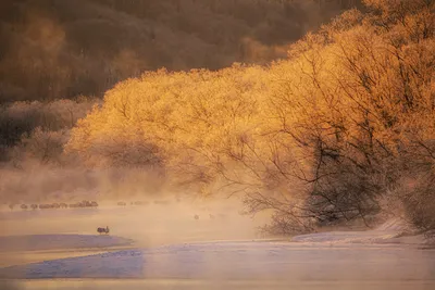 雾中溪畔 自然风光 雾景 暖色调 4K